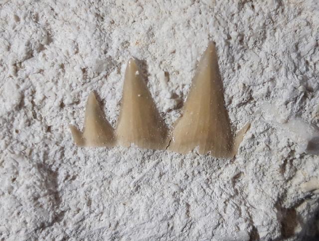 Notidanodon brotzeni SIVERSON 1995 - Bild © FossNet FossilienStore